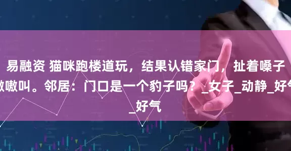 易融资 猫咪跑楼道玩，结果认错家门，扯着嗓子嗷嗷叫。邻居：门口是一个豹子吗？_女子_动静_好气